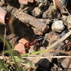 Melophorus rufoniger at Aranda, ACT - 14 Dec 2019 03:22 PM