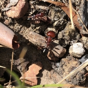 Melophorus rufoniger at Aranda, ACT - 14 Dec 2019 03:22 PM