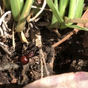 Melophorus rufoniger at Aranda, ACT - 14 Dec 2019 03:22 PM