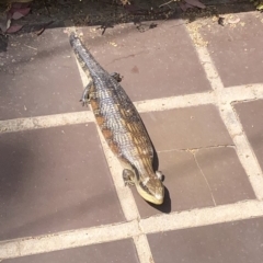 Tiliqua scincoides scincoides (Eastern Blue-tongue) at Aranda, ACT - 14 Dec 2019 by Jubeyjubes