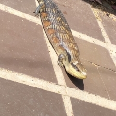 Tiliqua scincoides scincoides at Aranda, ACT - 14 Dec 2019