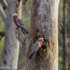 Eolophus roseicapilla at Hughes, ACT - 8 Dec 2019 07:29 AM