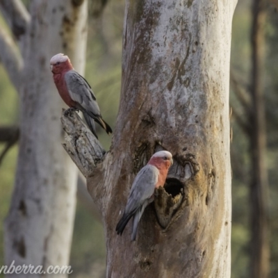 Eolophus roseicapilla (Galah) at Hughes, ACT - 8 Dec 2019 by JonSteinbeck