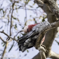 Eolophus roseicapilla (Galah) at GG78 - 7 Dec 2019 by BIrdsinCanberra