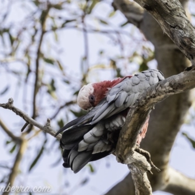 Eolophus roseicapilla (Galah) at Garran, ACT - 8 Dec 2019 by JonSteinbeck