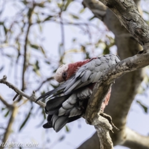 Eolophus roseicapilla at Garran, ACT - 8 Dec 2019