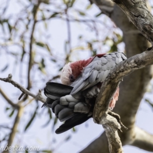 Eolophus roseicapilla at Garran, ACT - 8 Dec 2019