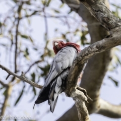 Eolophus roseicapilla at Garran, ACT - 8 Dec 2019