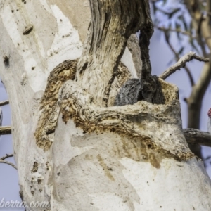 Eolophus roseicapilla at Garran, ACT - 8 Dec 2019