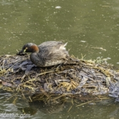 Tachybaptus novaehollandiae (Australasian Grebe) at Red Hill, ACT - 8 Dec 2019 by JonSteinbeck