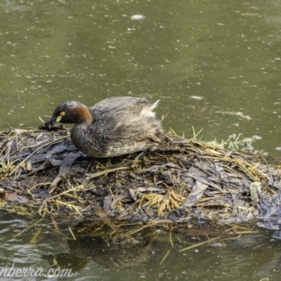 Tachybaptus novaehollandiae (Australasian Grebe) at Red Hill, ACT - 8 Dec 2019 by JonSteinbeck