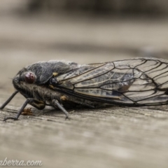 Psaltoda moerens (Redeye cicada) at Hughes, ACT - 11 Dec 2019 by JonSteinbeck