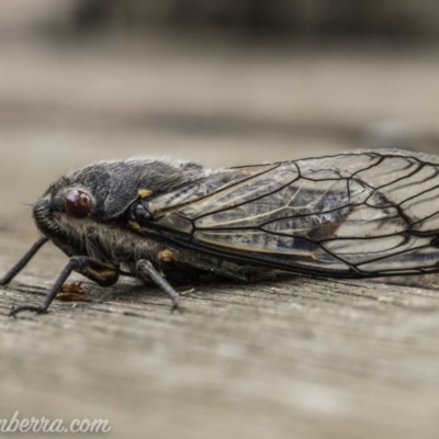 Psaltoda moerens (Redeye cicada) at Hughes, ACT - 10 Dec 2019 by BIrdsinCanberra