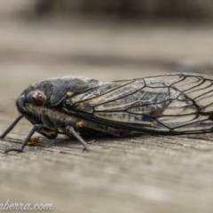 Psaltoda moerens (Redeye cicada) at Hughes, ACT - 10 Dec 2019 by BIrdsinCanberra