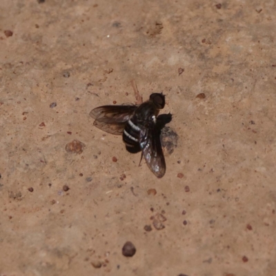 Villa sp. (genus) (Unidentified Villa bee fly) at Mount Ainslie - 14 Dec 2019 by DPRees125