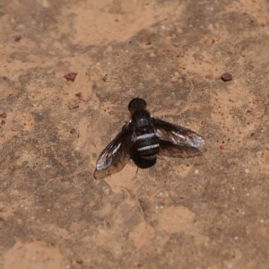 Villa sp. (genus) at Majura, ACT - 14 Dec 2019