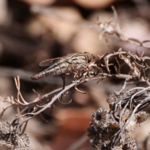 Apiocera sp. (genus) at Majura, ACT - 14 Dec 2019 10:52 AM