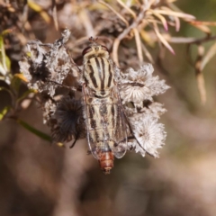 Apiocera sp. (genus) at Majura, ACT - 14 Dec 2019