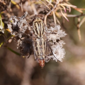 Apiocera sp. (genus) at Majura, ACT - 14 Dec 2019 10:52 AM