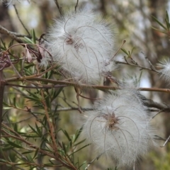 Clematis leptophylla (Small-leaf Clematis, Old Man's Beard) at Tidbinbilla Nature Reserve - 13 Dec 2019 by JohnBundock