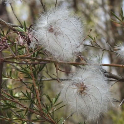 Clematis leptophylla (Small-leaf Clematis, Old Man's Beard) at Paddys River, ACT - 13 Dec 2019 by JohnBundock