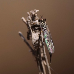 Cerdistus sp. (genus) (Slender Robber Fly) at Campbell Park Woodland - 14 Dec 2019 by DPRees125