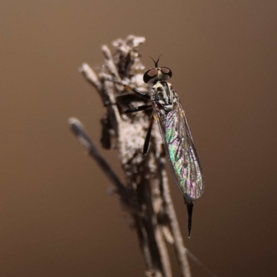 Cerdistus sp. (genus) (Yellow Slender Robber Fly) at Mount Ainslie - 14 Dec 2019 by DPRees125