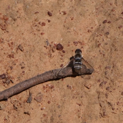 Villa sp. (genus) (Unidentified Villa bee fly) at Campbell Park Woodland - 14 Dec 2019 by DPRees125