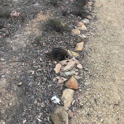 Tachyglossus aculeatus (Short-beaked Echidna) at QPRC LGA - 14 Dec 2019 by yellowboxwoodland