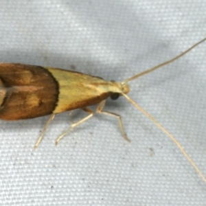 Crocanthes glycina at Rosedale, NSW - 16 Nov 2019 09:09 PM