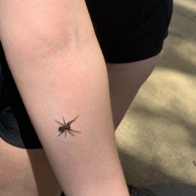 Badumna insignis (Black House Spider) at Fowles St. Woodland, Weston - 14 Dec 2019 by AliceH