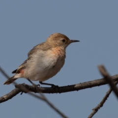 Epthianura tricolor (Crimson Chat) at Macgregor, ACT - 13 Dec 2019 by rawshorty