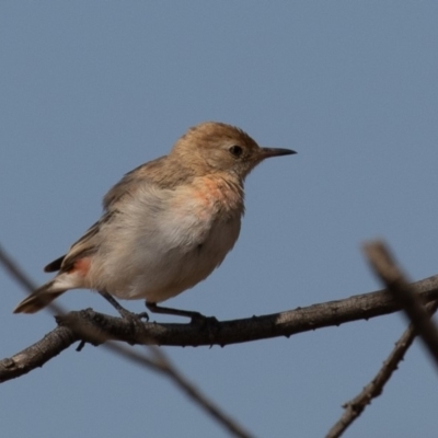 Epthianura tricolor (Crimson Chat) at Macgregor, ACT - 14 Dec 2019 by rawshorty