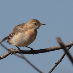 Epthianura tricolor at Macgregor, ACT - 14 Dec 2019