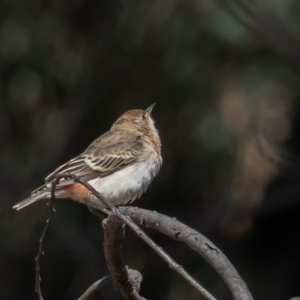 Epthianura tricolor at Macgregor, ACT - 14 Dec 2019