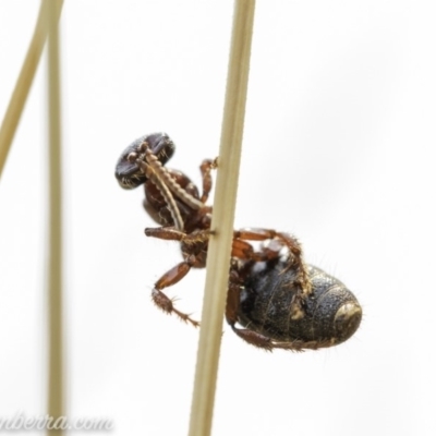 Thynninae (subfamily) (Smooth flower wasp) at Acton, ACT - 8 Dec 2019 by JonSteinbeck