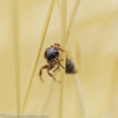 Thynninae (subfamily) at Acton, ACT - 8 Dec 2019