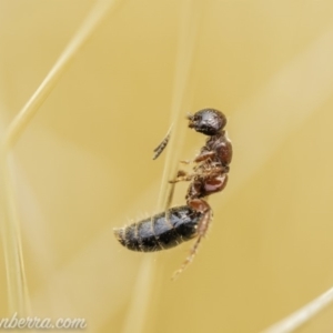 Thynninae (subfamily) at Acton, ACT - 8 Dec 2019 11:24 AM