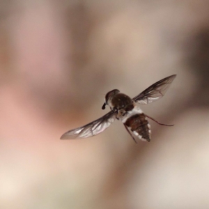 Trichophthalma costalis at Acton, ACT - 11 Dec 2019