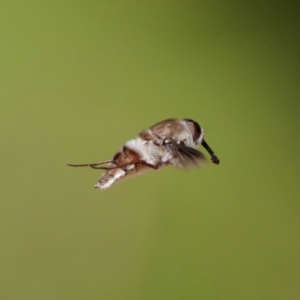 Trichophthalma costalis at Acton, ACT - 11 Dec 2019