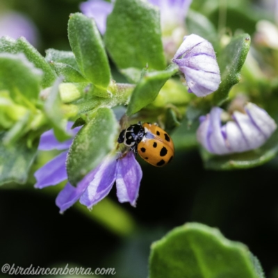 Hippodamia variegata (Spotted Amber Ladybird) at Acton, ACT - 8 Dec 2019 by BIrdsinCanberra