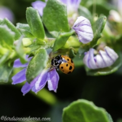 Hippodamia variegata at Acton, ACT - 8 Dec 2019