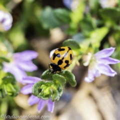 Coccinella transversalis (Transverse Ladybird) at Acton, ACT - 8 Dec 2019 by BIrdsinCanberra