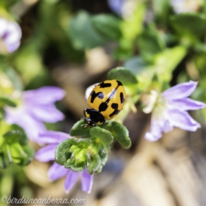 Coccinella transversalis at Acton, ACT - 8 Dec 2019 11:38 AM