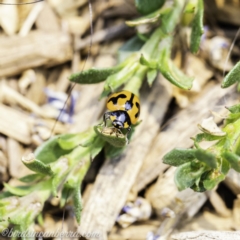 Coccinella transversalis at Acton, ACT - 8 Dec 2019 11:38 AM