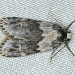 Halone prosenes (Pied Halone) at Rosedale, NSW - 16 Nov 2019 by jb2602