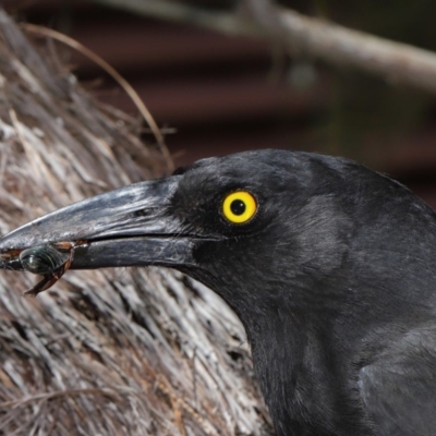 Strepera graculina (Pied Currawong) at Acton, ACT - 14 Dec 2019 by TimL