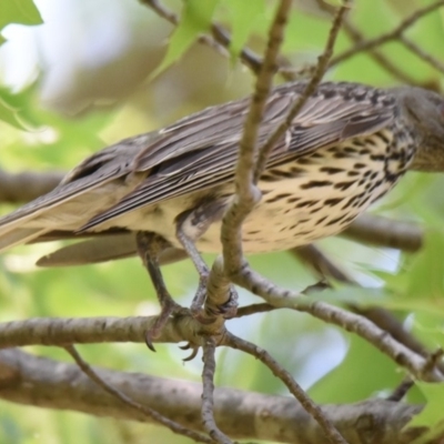 Oriolus sagittatus (Olive-backed Oriole) at Bruce, ACT - 13 Dec 2019 by Thurstan