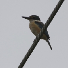 Todiramphus sanctus (Sacred Kingfisher) at Fyshwick, ACT - 13 Dec 2019 by RodDeb