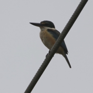 Todiramphus sanctus at Fyshwick, ACT - 13 Dec 2019